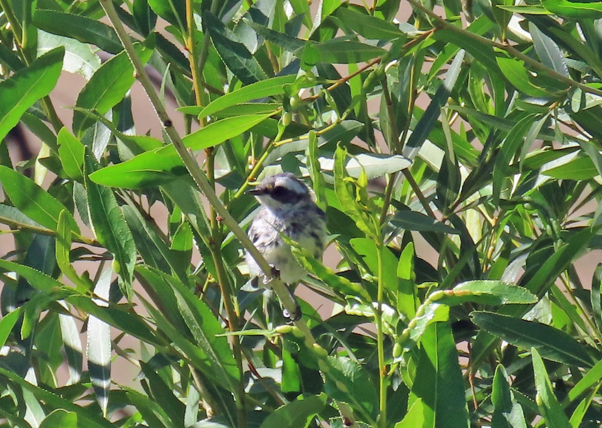 Black-throated Gray Warbler - ML638362144