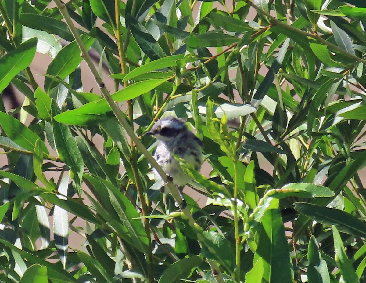 Black-throated Gray Warbler - ML638362145