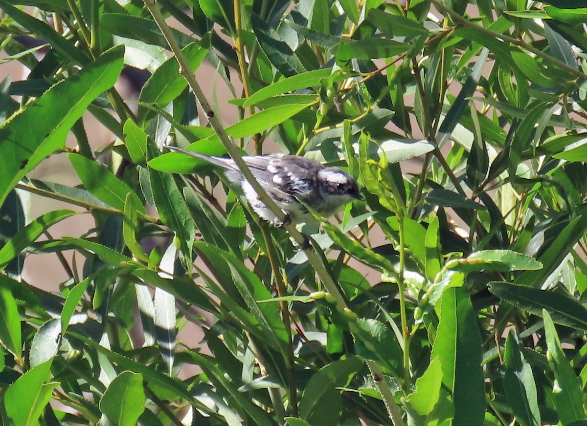 Black-throated Gray Warbler - ML638362146