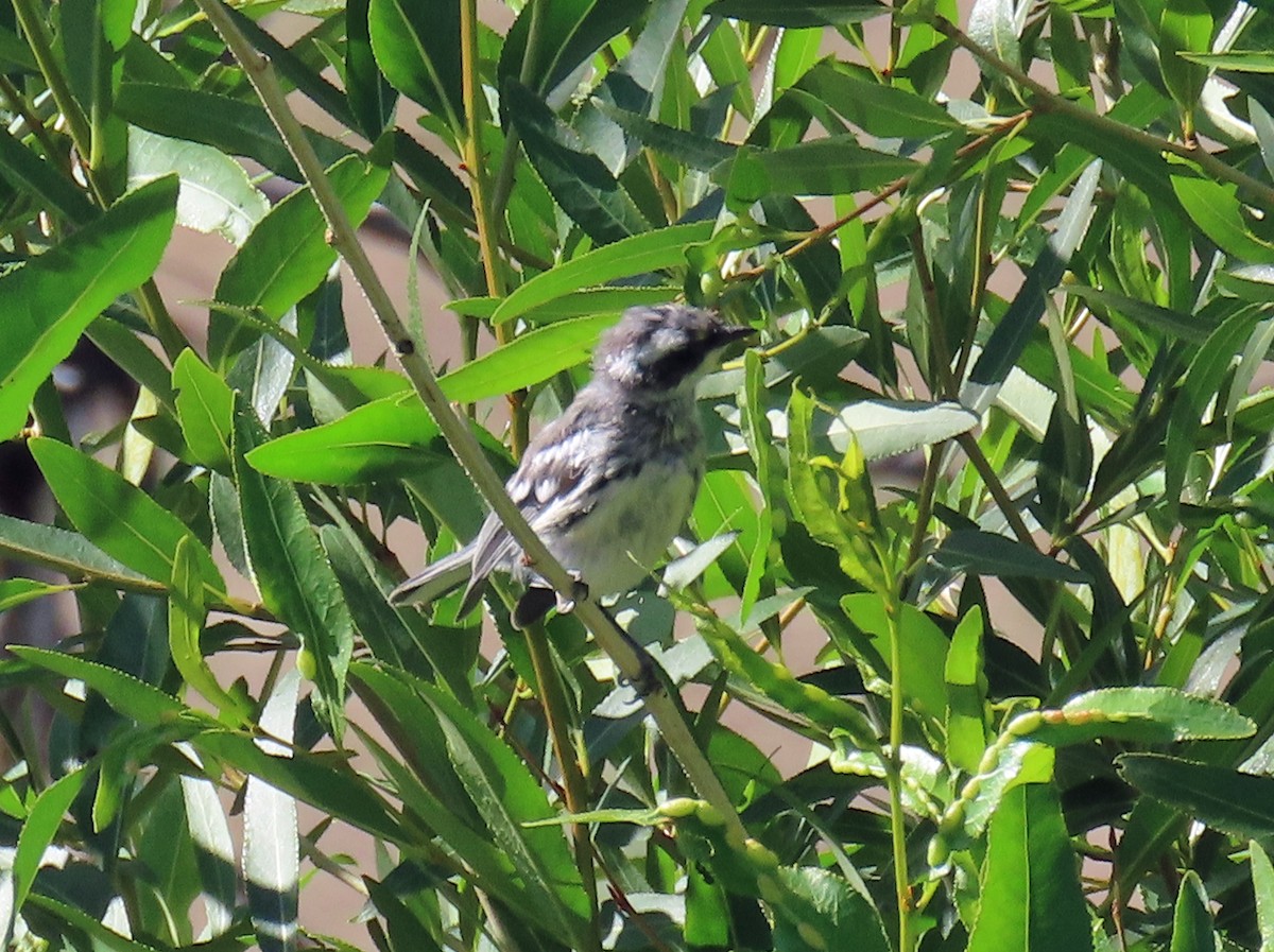 Black-throated Gray Warbler - ML638362147