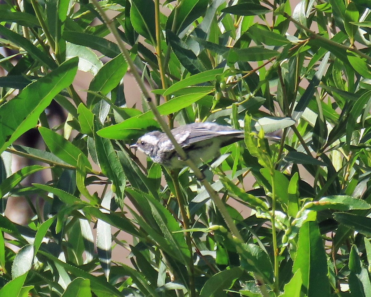Black-throated Gray Warbler - ML638362148