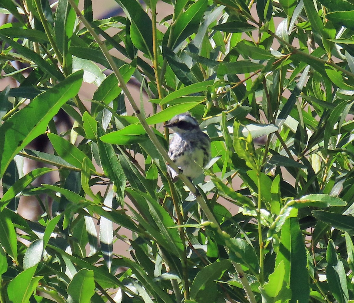 Black-throated Gray Warbler - ML638362149