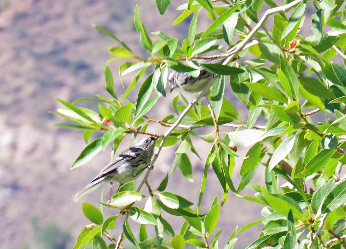 Black-throated Gray Warbler - ML638362150