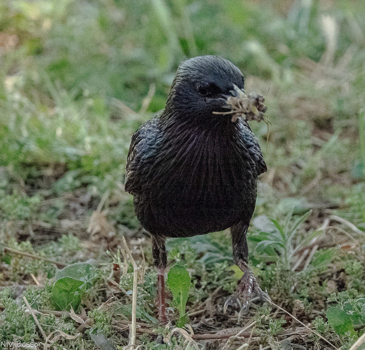 stær - ML638362169