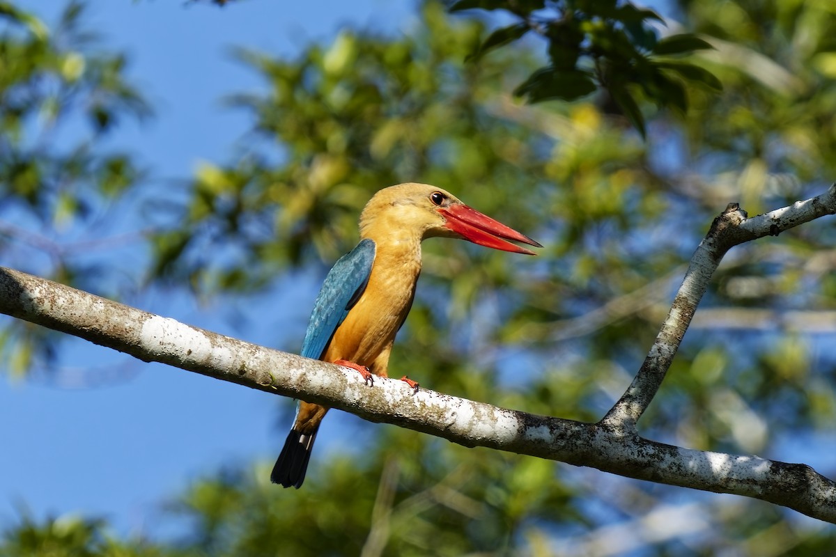 Stork-billed Kingfisher - ML638362212