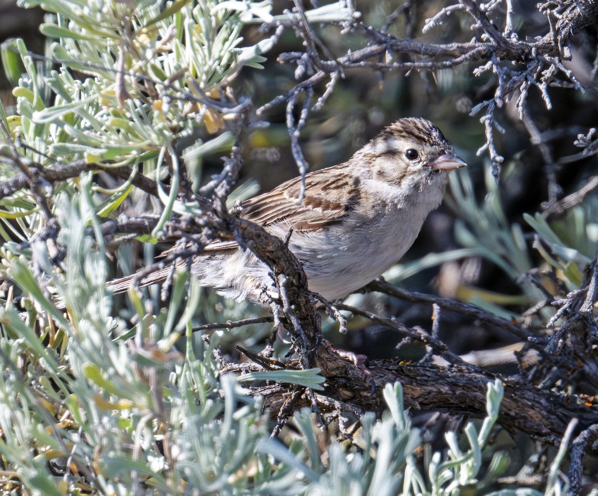 Brewer's Sparrow - ML638362219