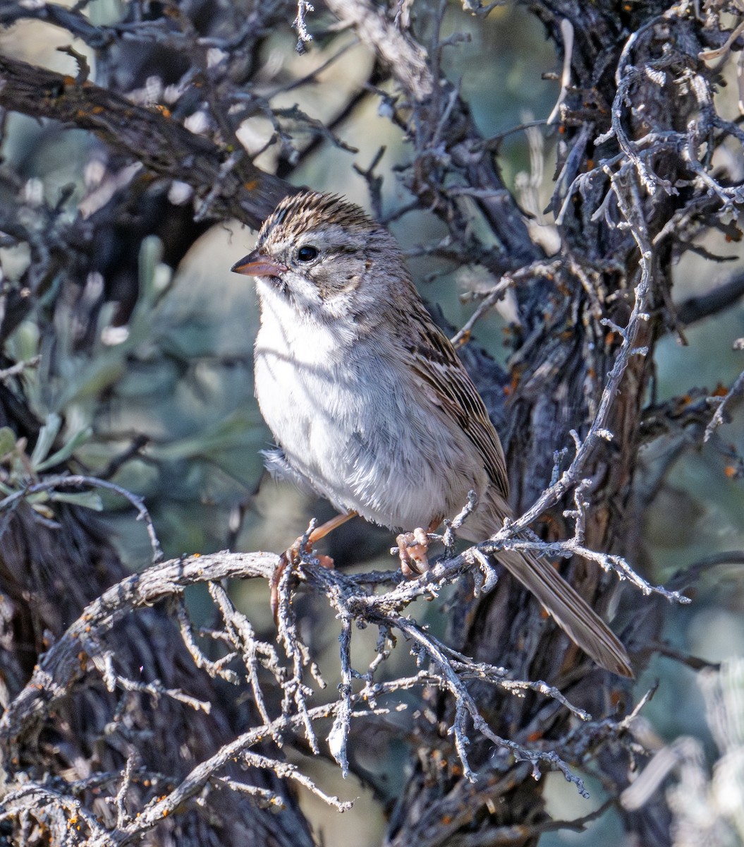 Brewer's Sparrow - ML638362220