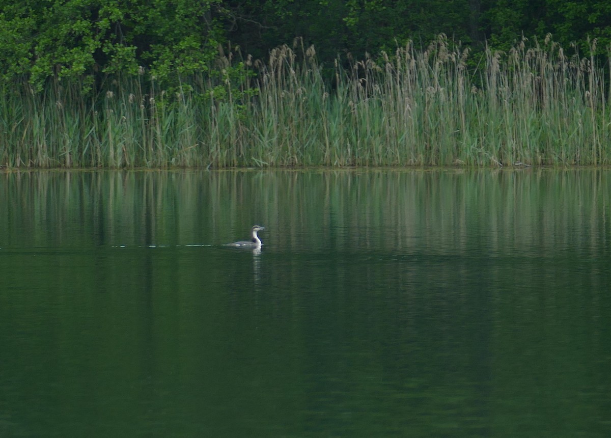 Arctic Loon - ML638362234