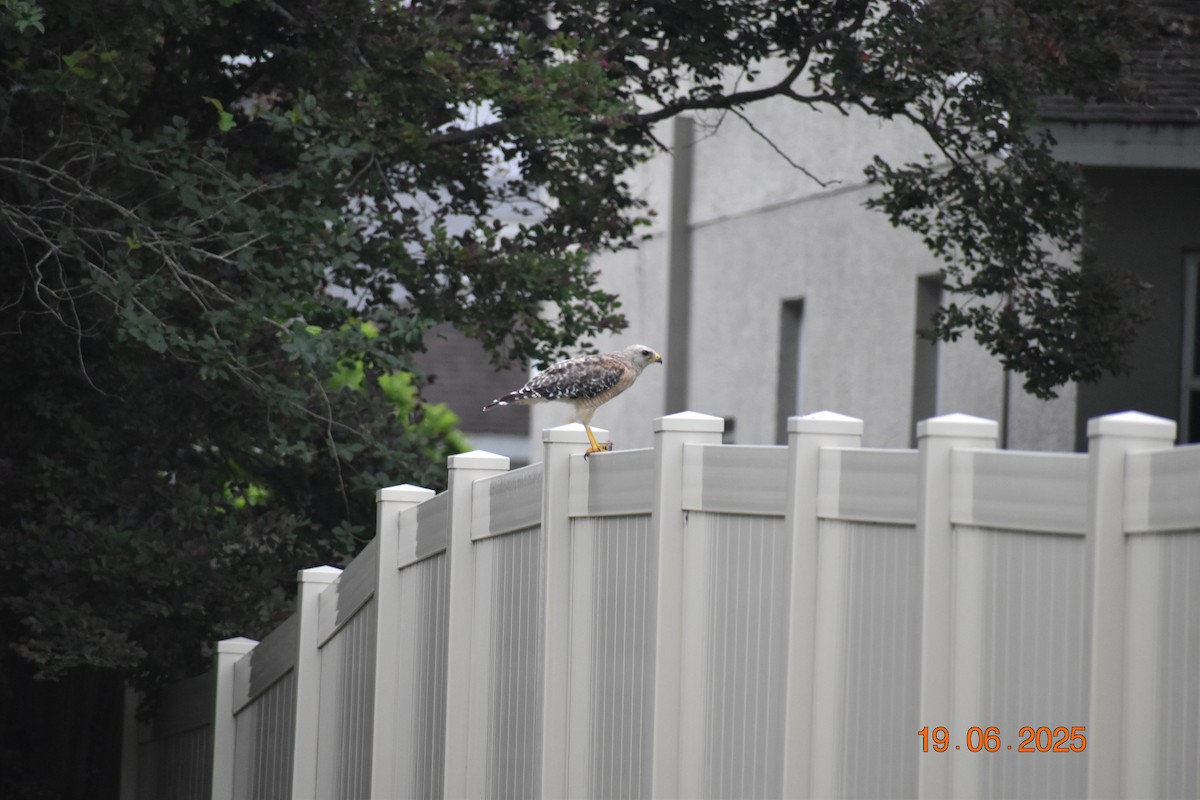 Buteo sp. - ML638362244