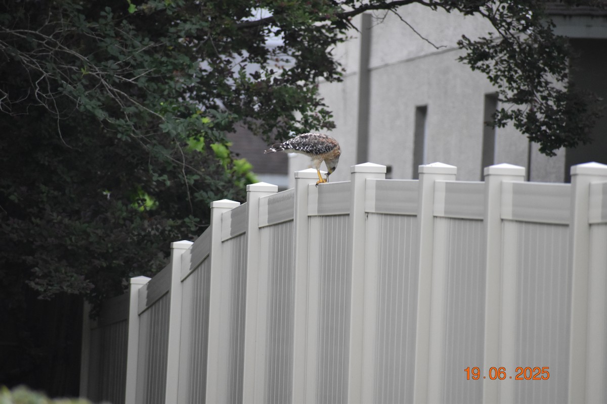 Buteo sp. - ML638362245