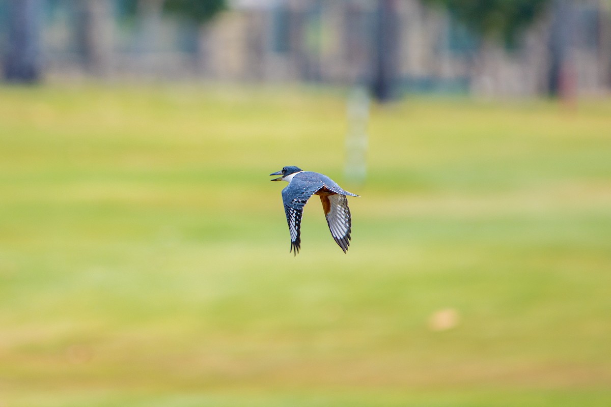 Ringed Kingfisher - ML638362256