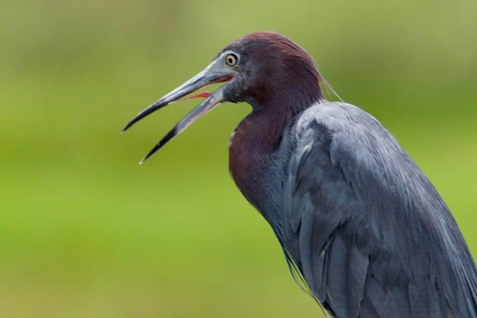 Little Blue Heron - ML638362297