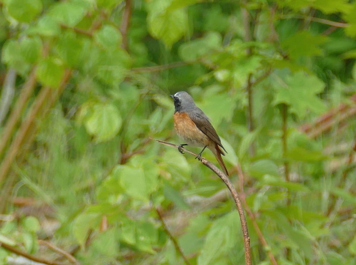 Common Redstart - ML638362317