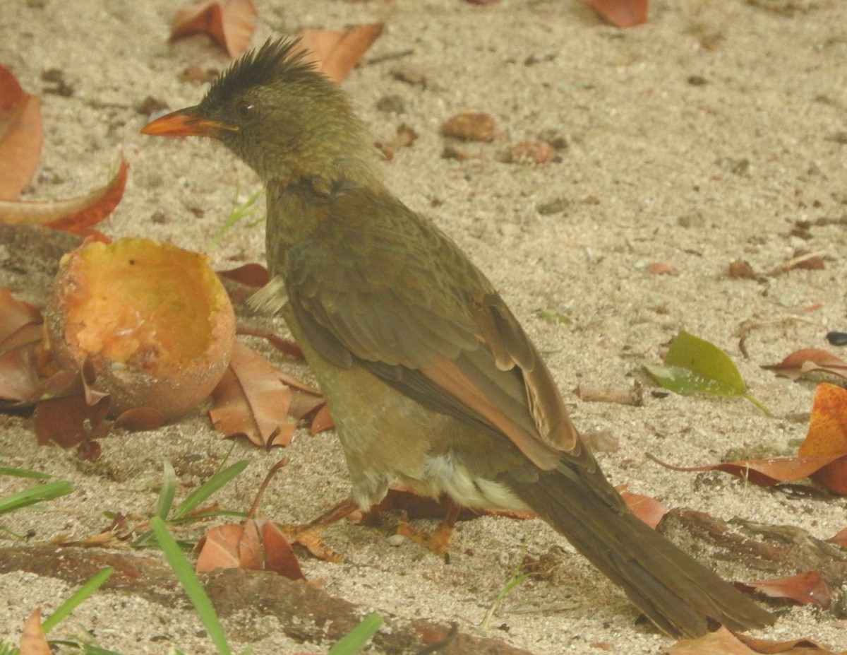 Seychelles Bulbul - ML638362320