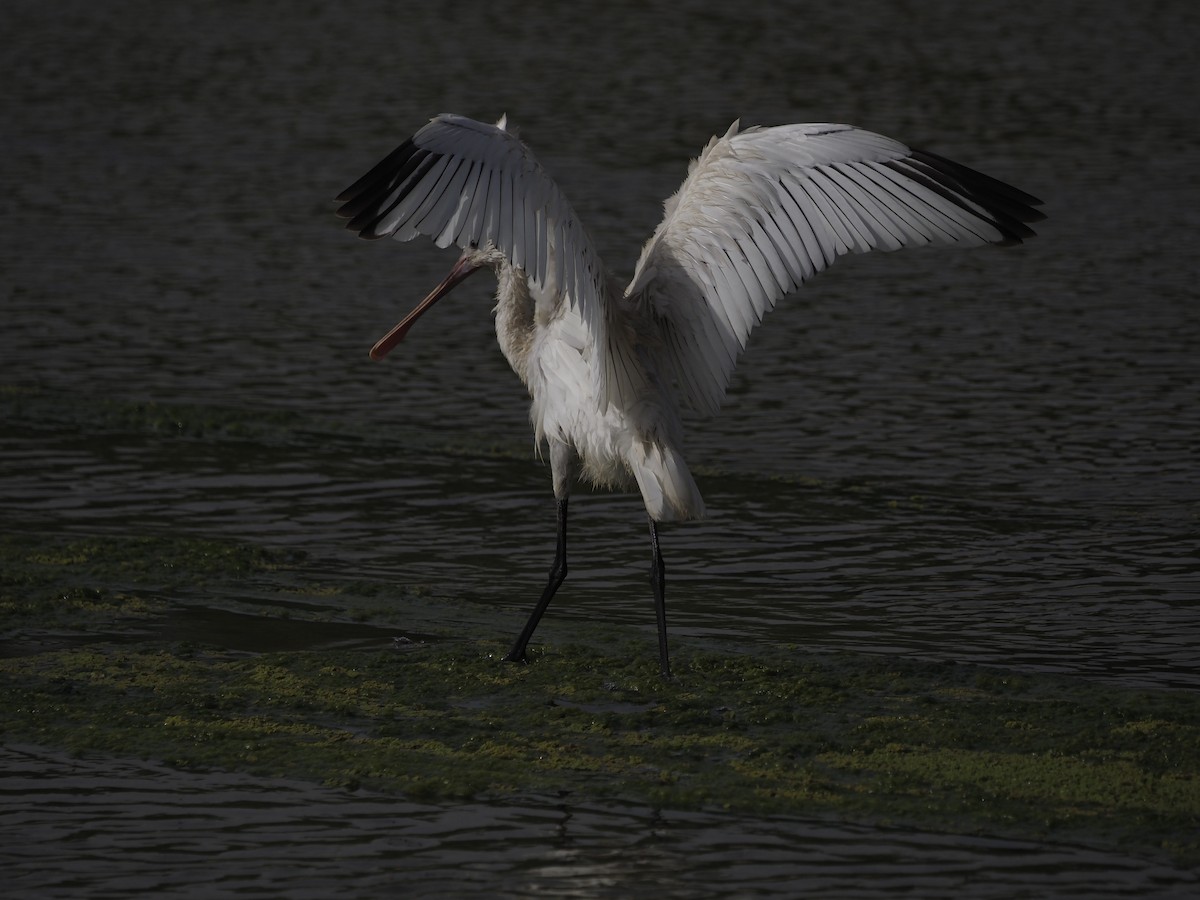 Eurasian Spoonbill - ML638362324