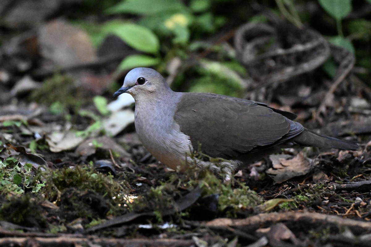 Gray-fronted Dove - ML638362340