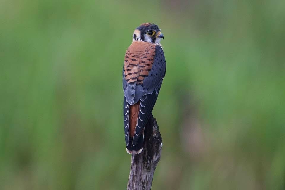 American Kestrel - ML638362341