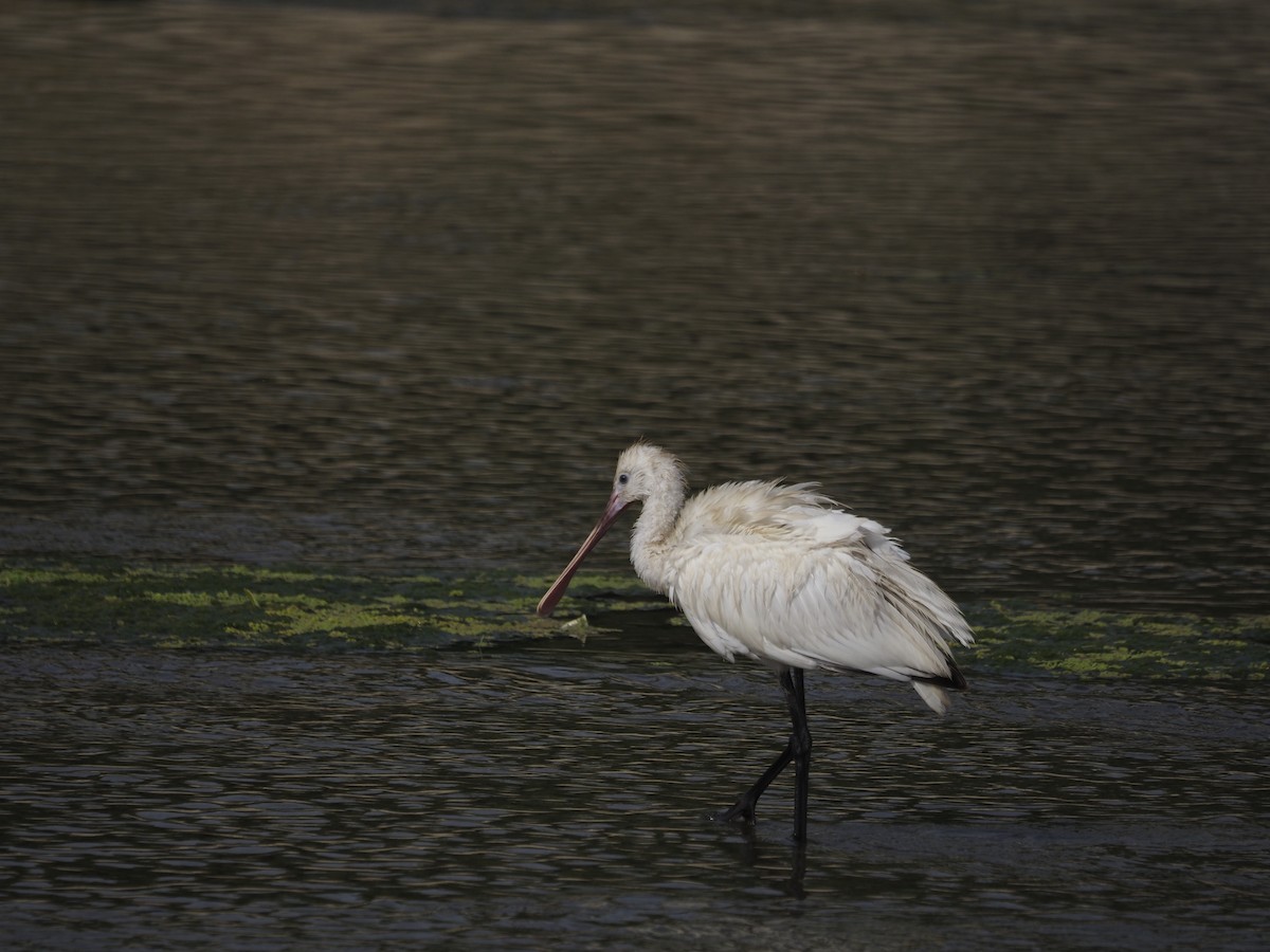 Eurasian Spoonbill - ML638362342