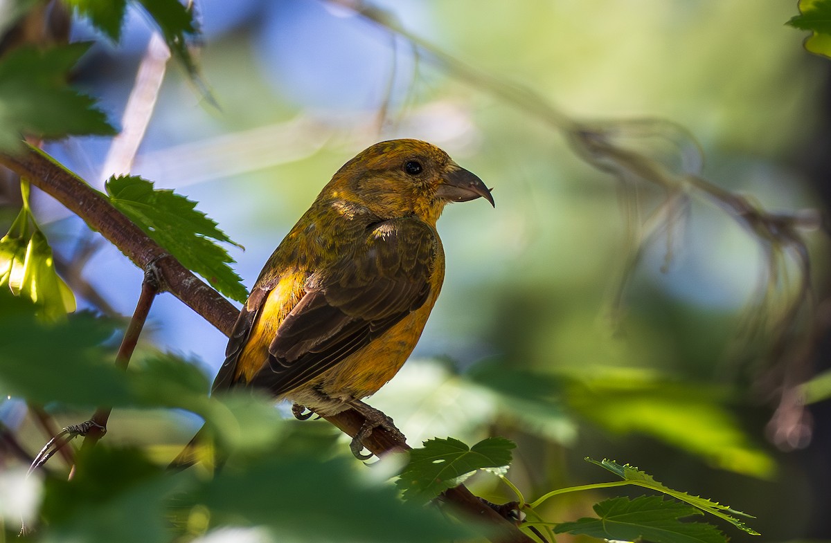 Red Crossbill - ML638362361