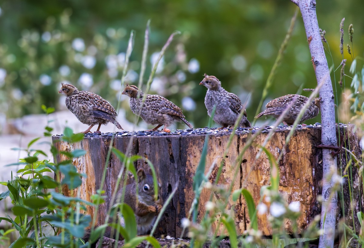 California Quail - ML638362364