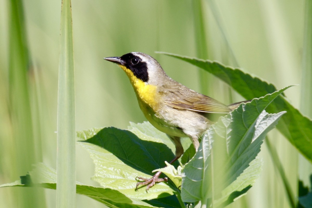Common Yellowthroat - ML638362366