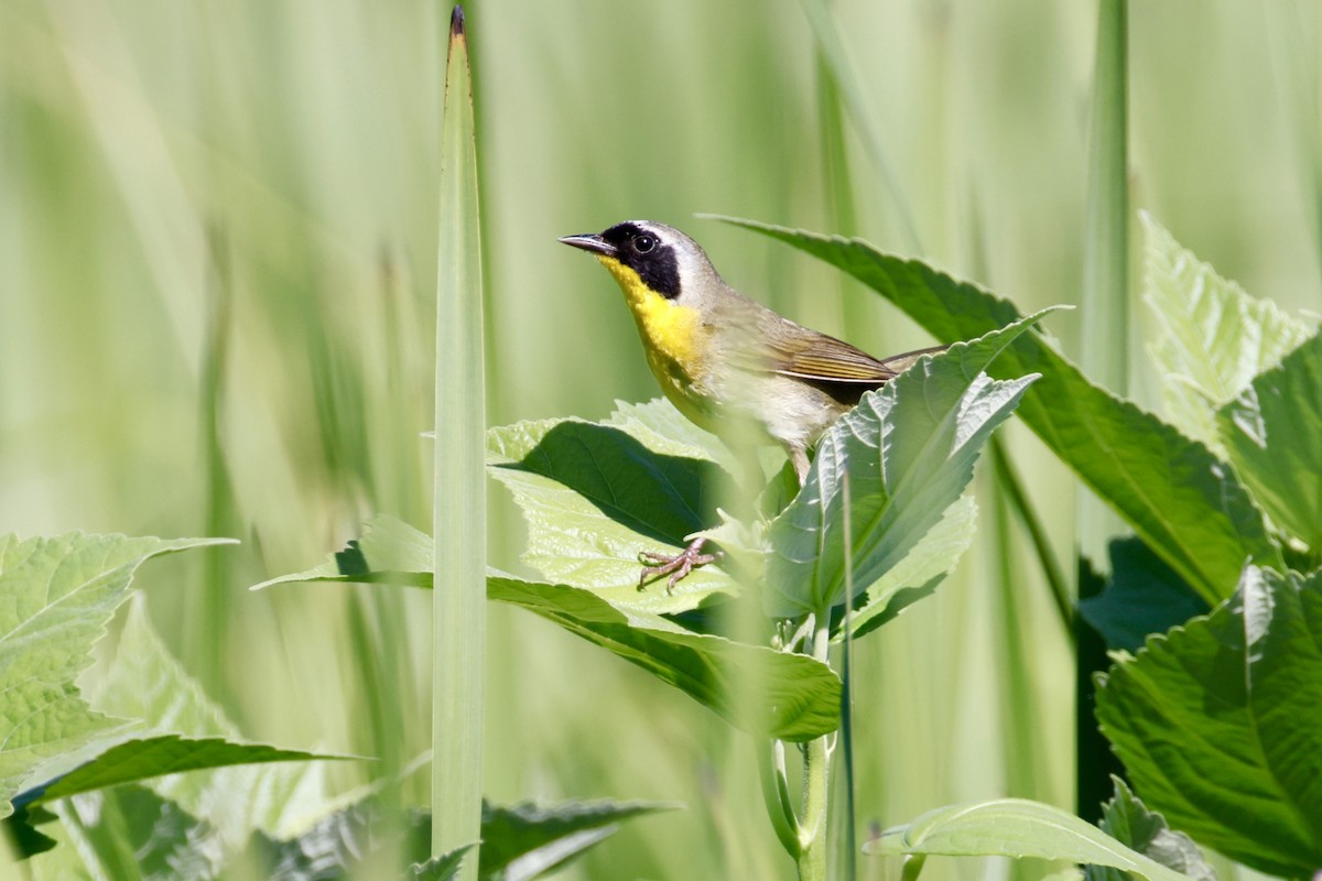 Common Yellowthroat - ML638362367