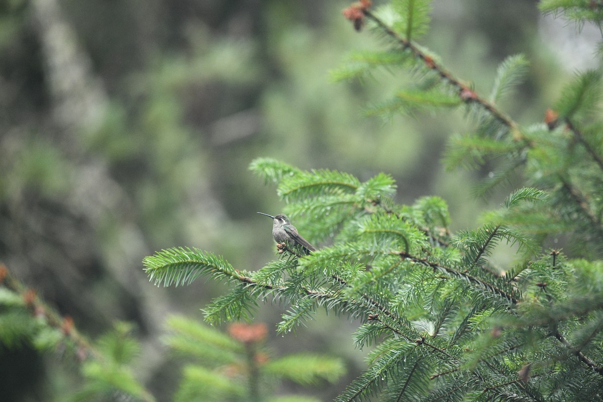 Blue-throated Mountain-gem - ML638362374