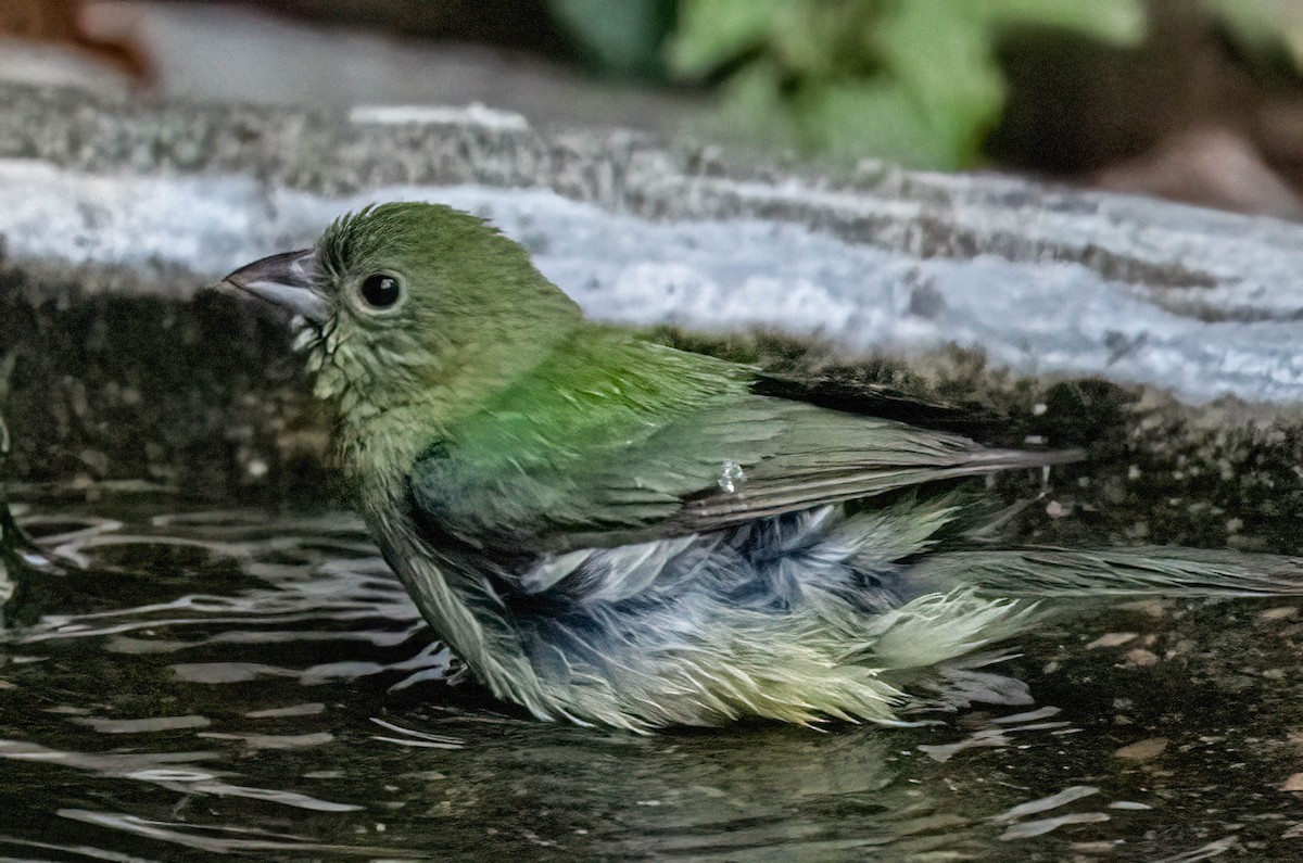 Painted Bunting - ML638362399