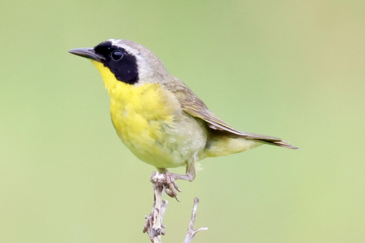 Common Yellowthroat - ML638362410
