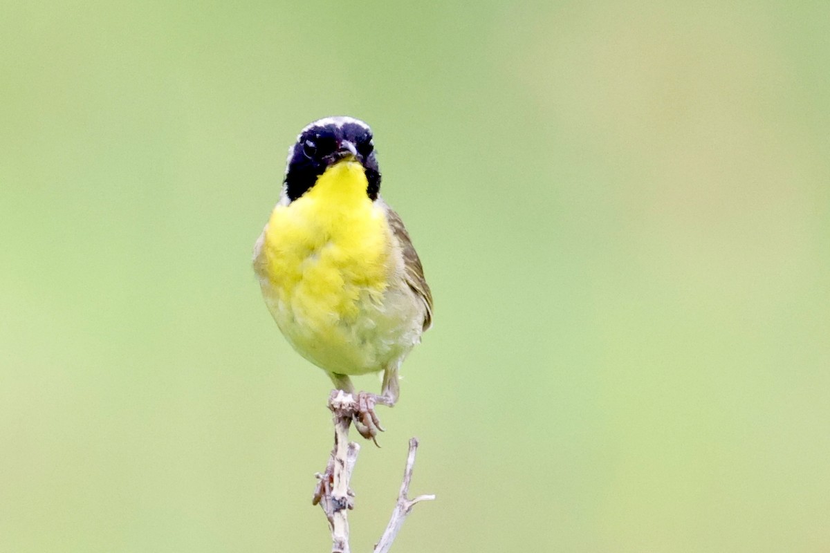 Common Yellowthroat - ML638362411
