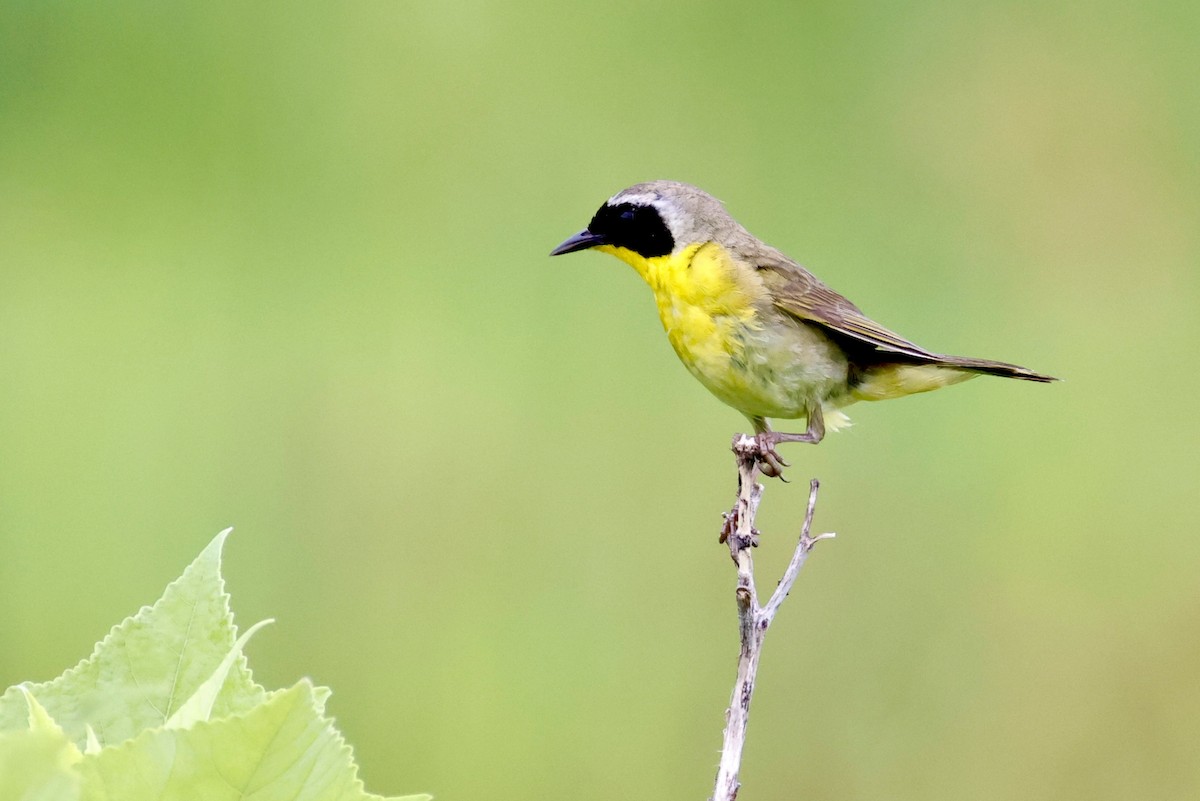 Common Yellowthroat - ML638362412