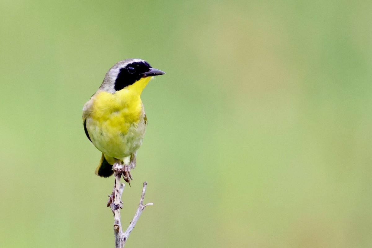 Common Yellowthroat - ML638362413