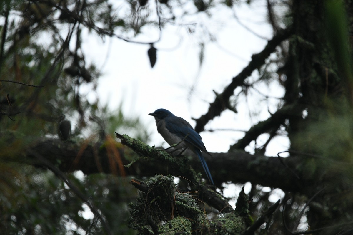 Transvolcanic Jay - ML638362415