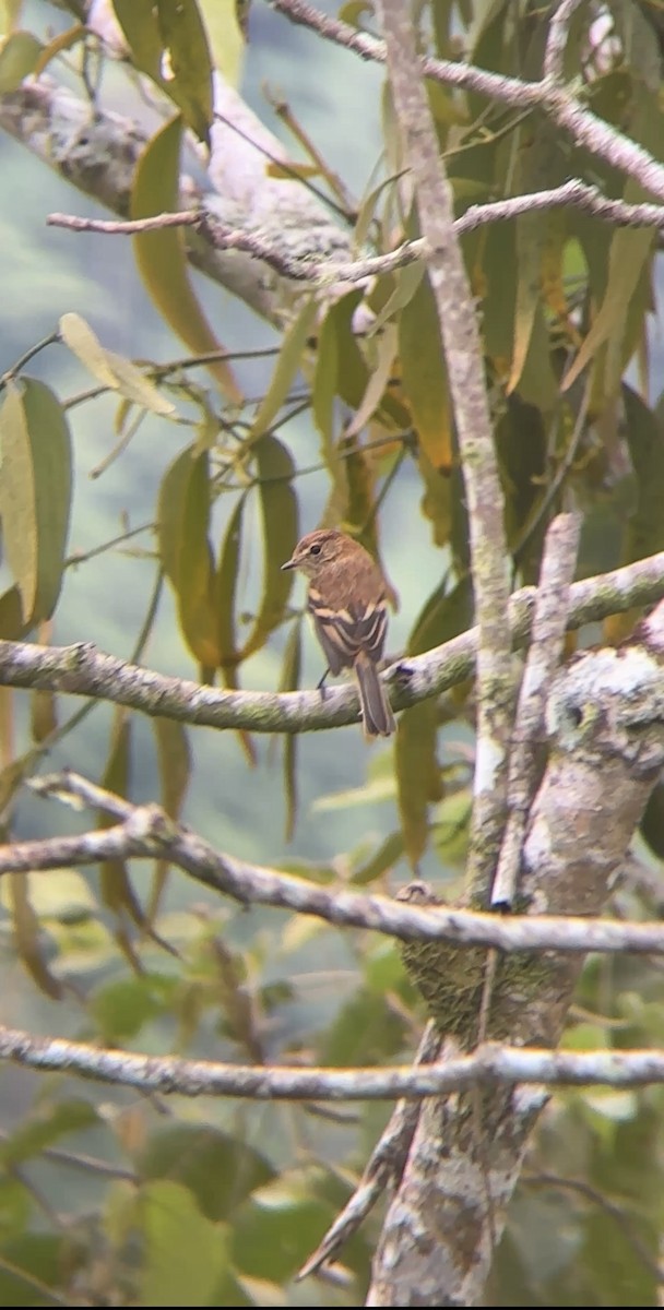 Bran-colored Flycatcher - ML638362416