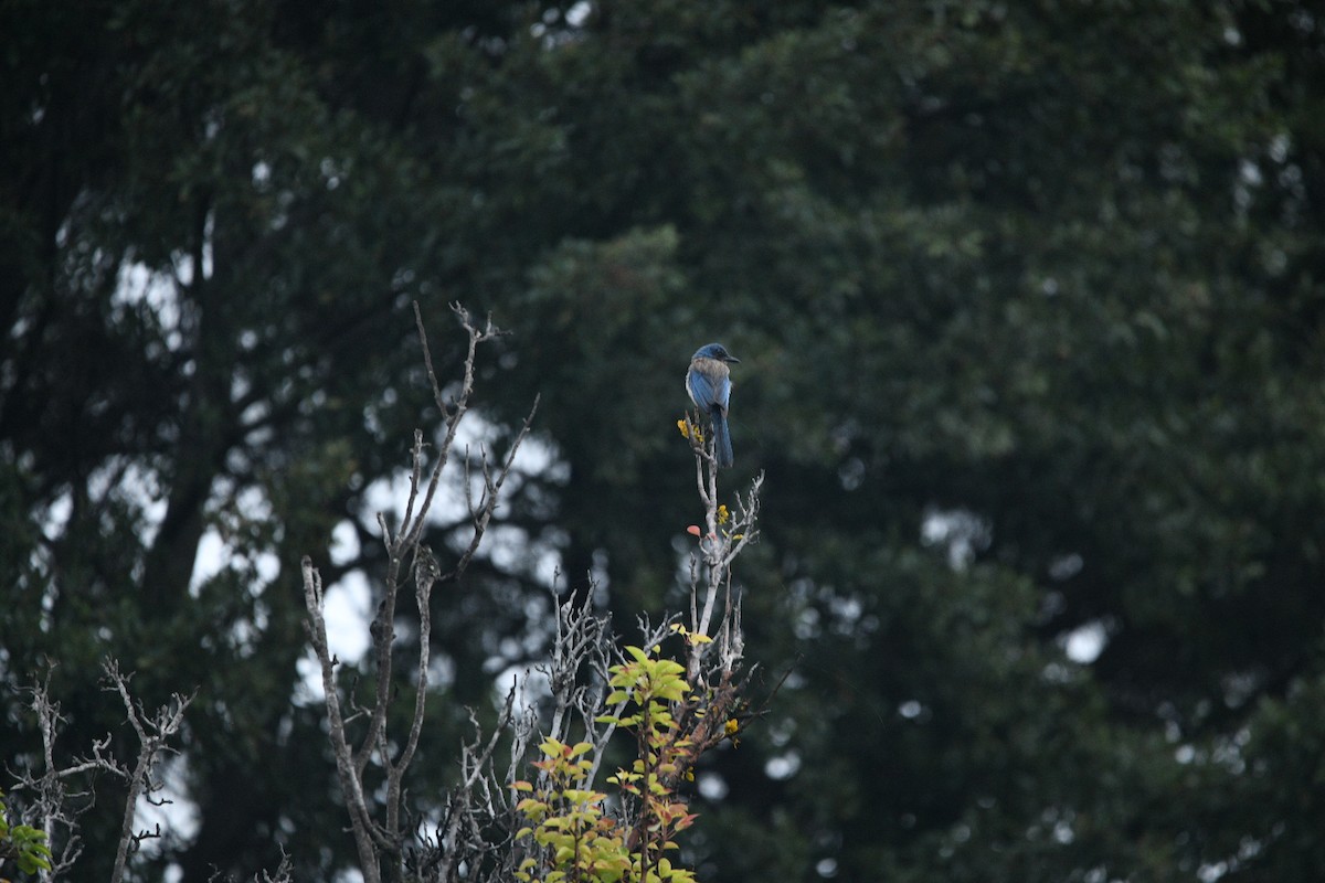 Steller's Jay - ML638362430