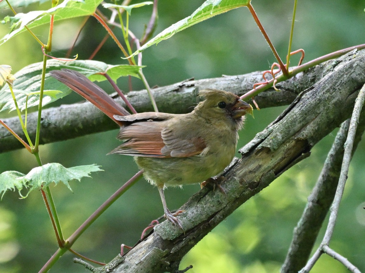 Northern Cardinal - ML638362439