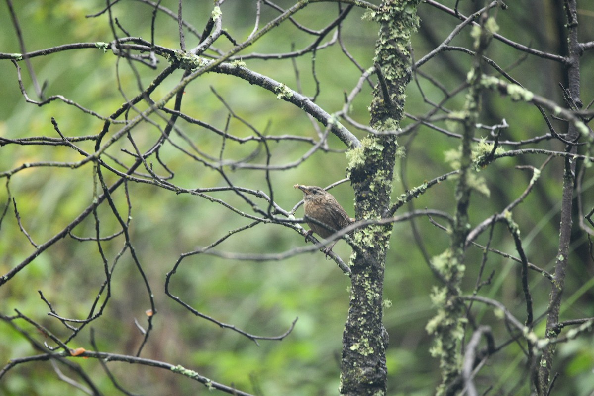 Northern House Wren - ML638362440