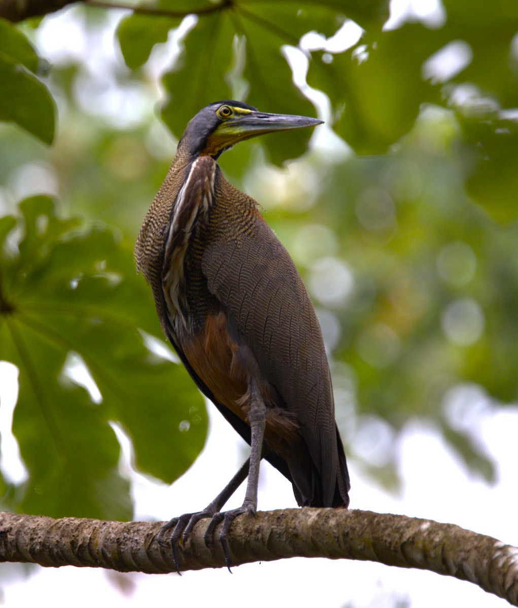 Bare-throated Tiger-Heron - ML638362455
