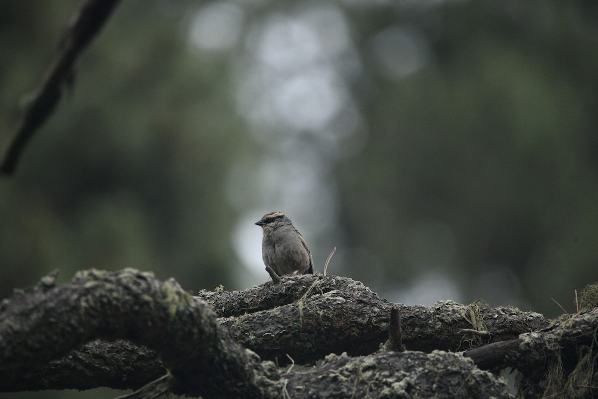 Striped Sparrow - ML638362460