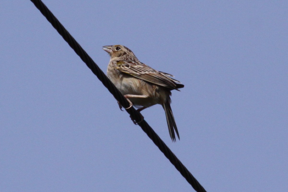 Grasshopper Sparrow - ML638362483