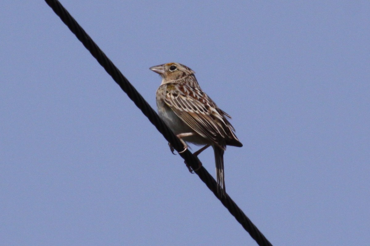 Grasshopper Sparrow - ML638362484