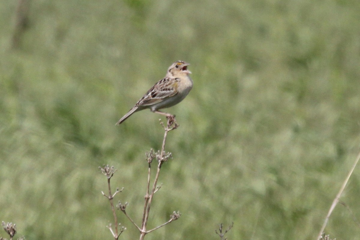 Grasshopper Sparrow - ML638362485