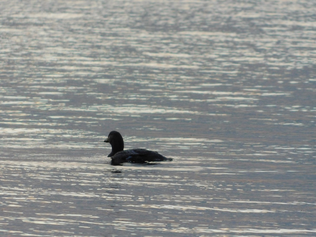 Flightless Steamer-Duck (Chiloe form) - ML638362539