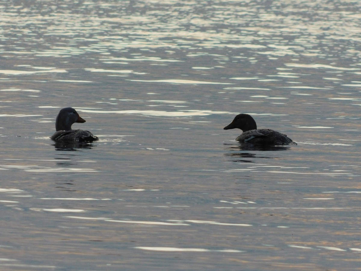 Flightless Steamer-Duck (Chiloe form) - ML638362541