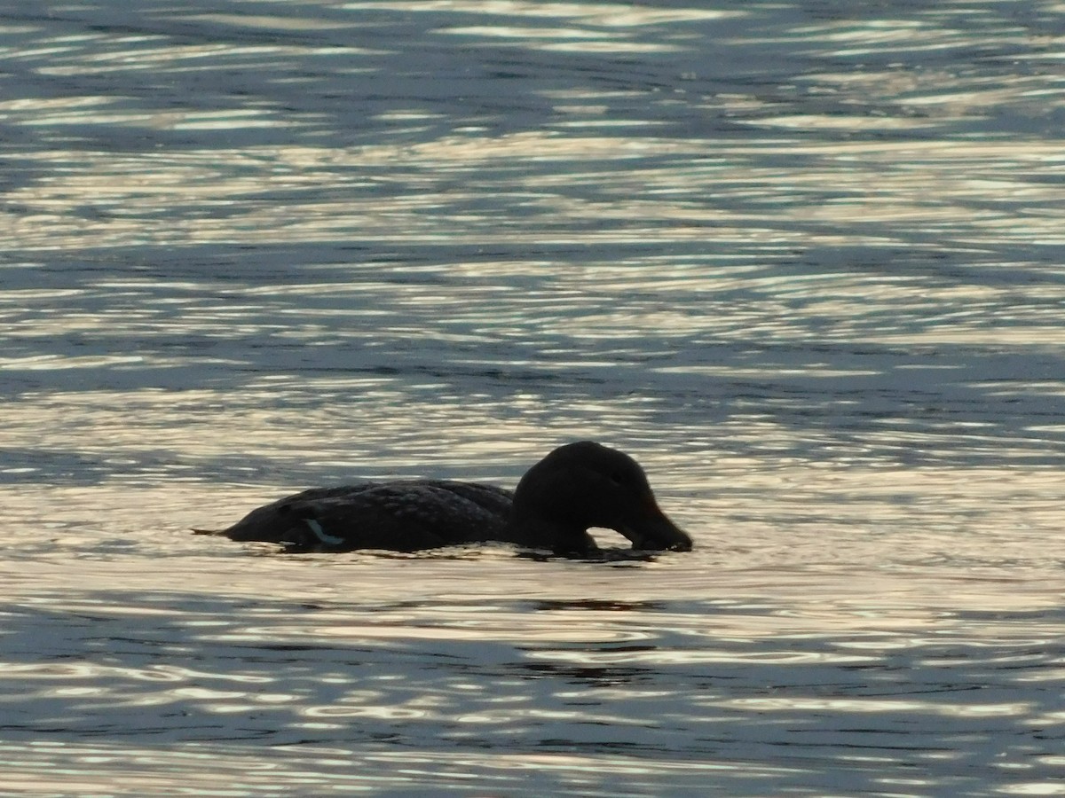 Flightless Steamer-Duck (Chiloe form) - ML638362542