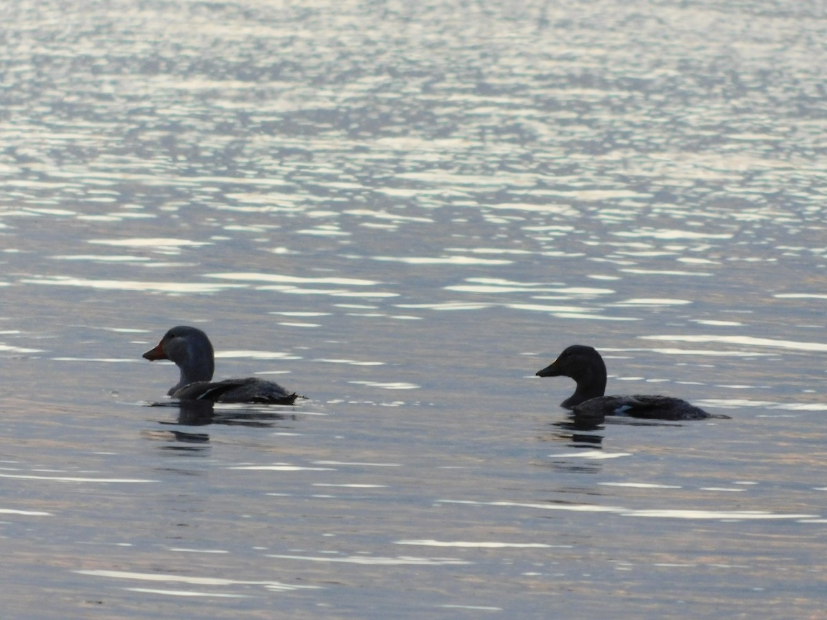 Flightless Steamer-Duck (Chiloe form) - ML638362544