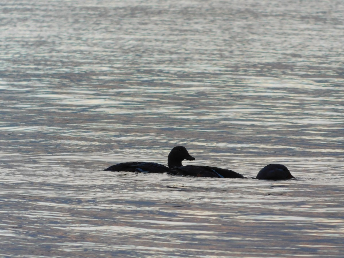 Flightless Steamer-Duck (Chiloe form) - ML638362547