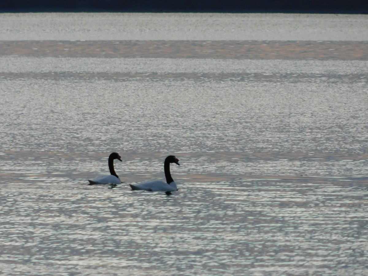 Black-necked Swan - ML638362549