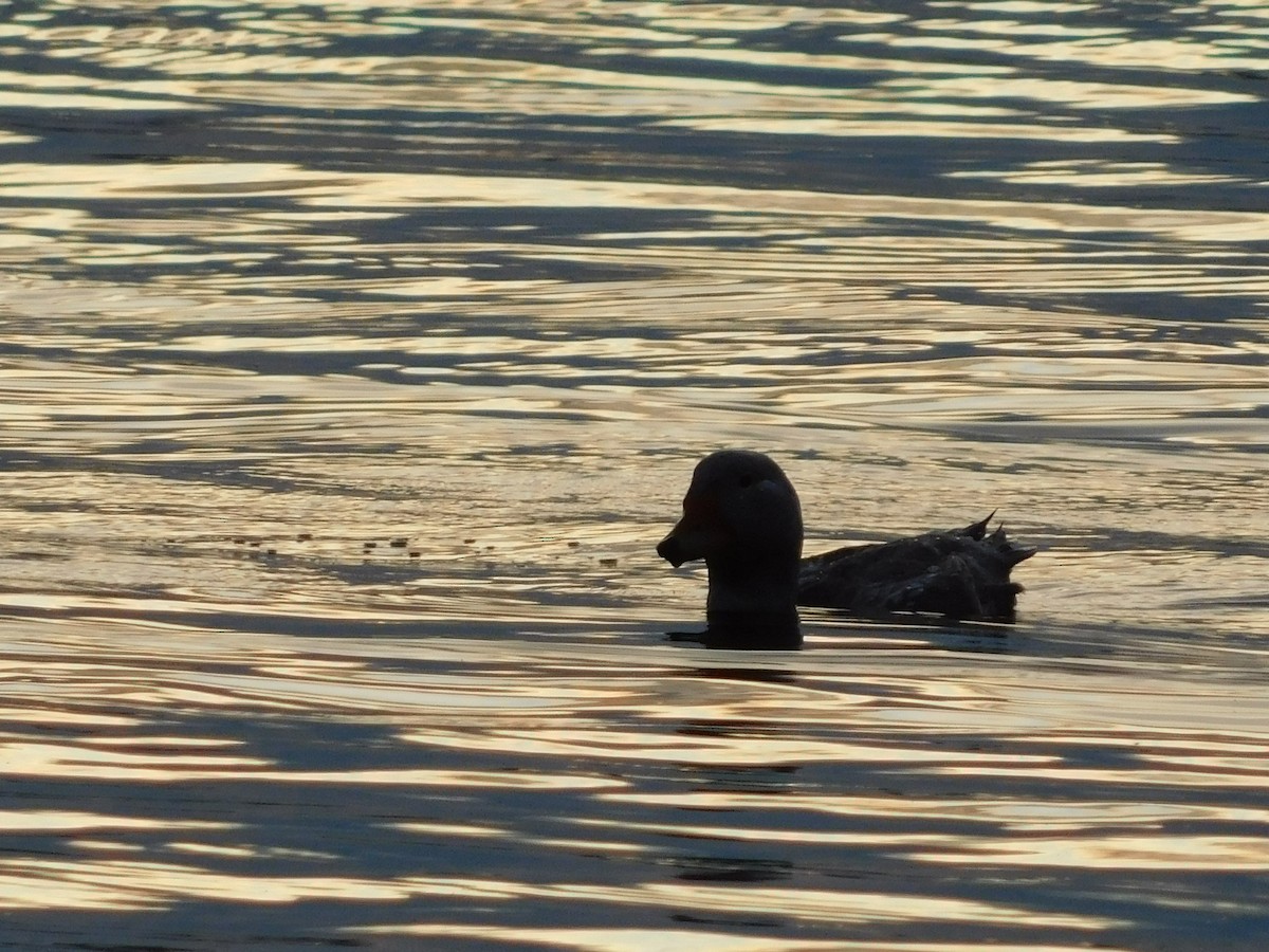 Flightless Steamer-Duck (Chiloe form) - ML638362550