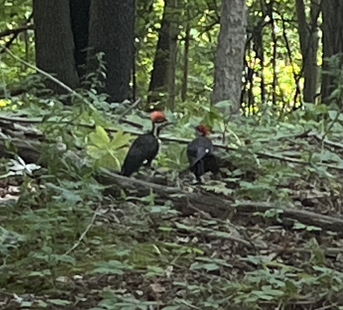 datel chocholatý - ML638362559